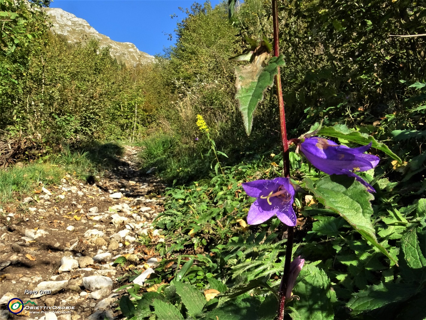07 Ancora qualche raro esemplare di fiori, campanule ottobrine.JPG
